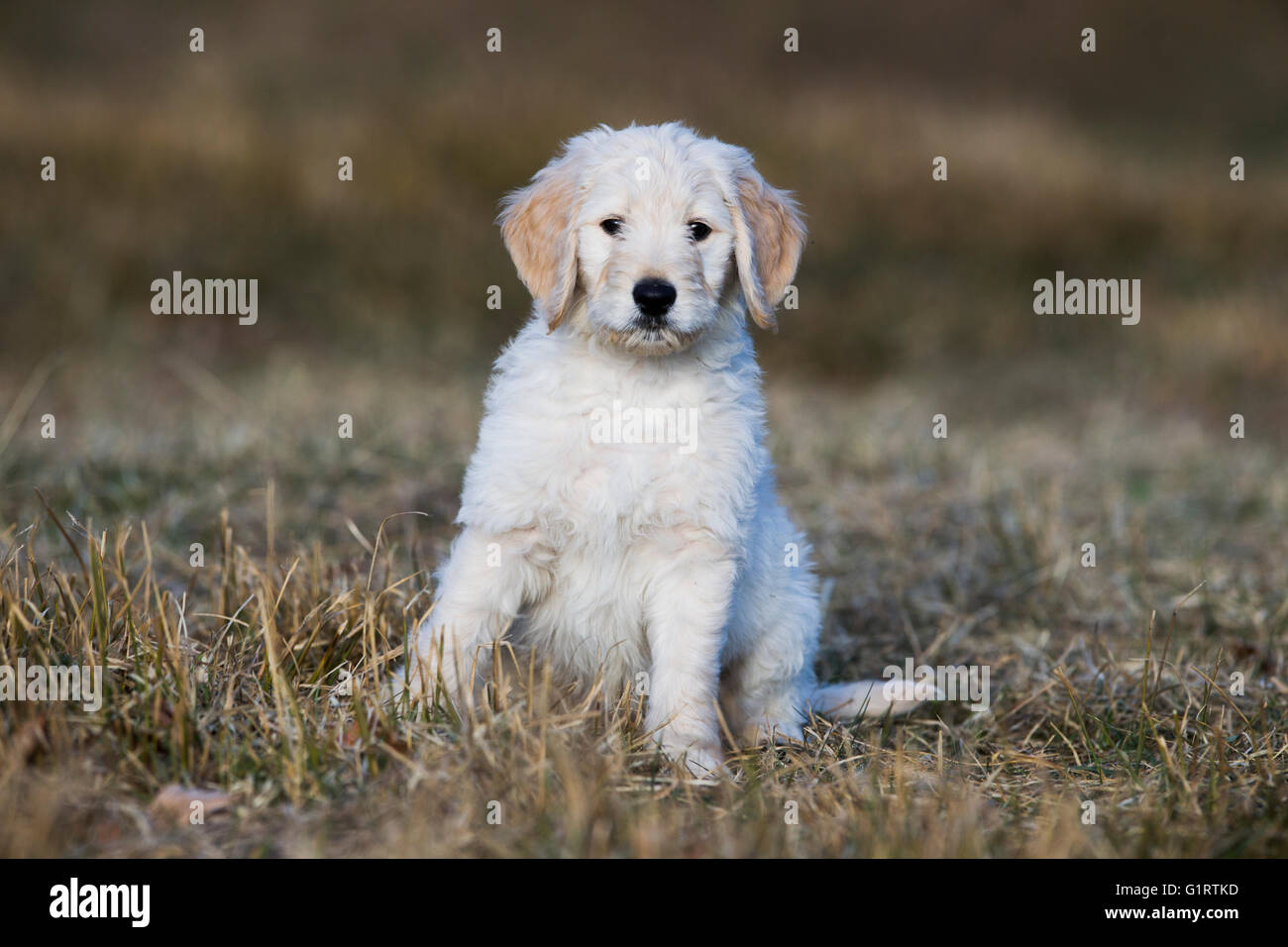 Goldendoodle sitzen auf der Wiese, Welpe, Hund kreuzen, Tirol, Österreich Stockfoto