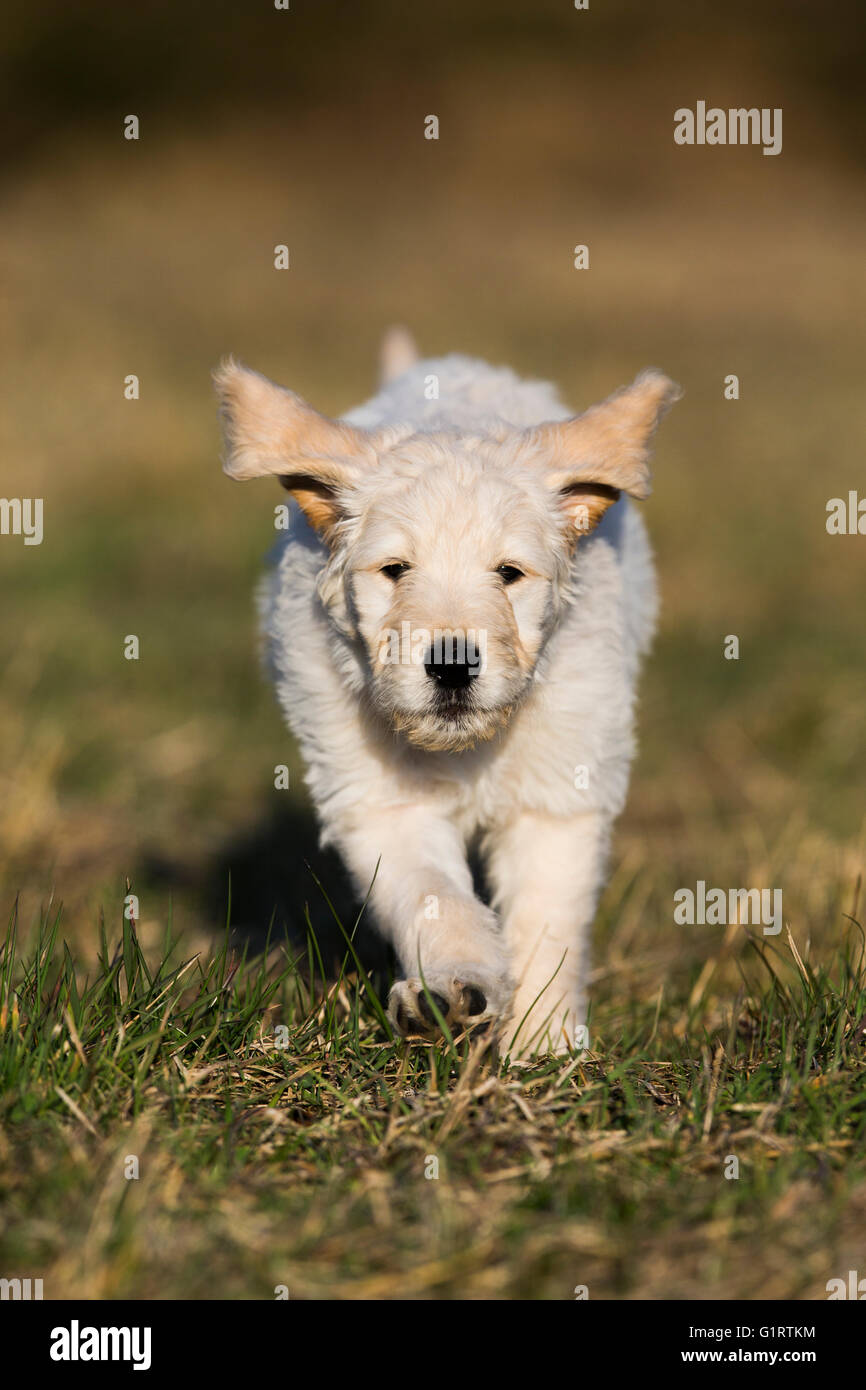 Goldendoodle läuft in Wiese, Welpe, Hund Mischling, Tirol, Österreich Stockfoto