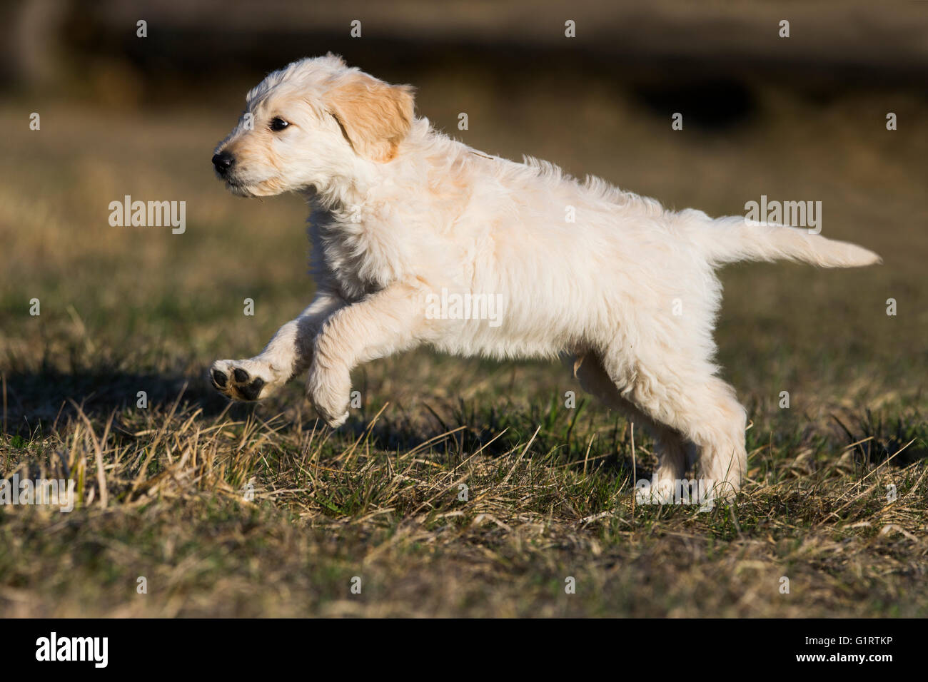 Goldendoodle läuft in Wiese, Welpe, Hund Mischling, Tirol, Österreich Stockfoto
