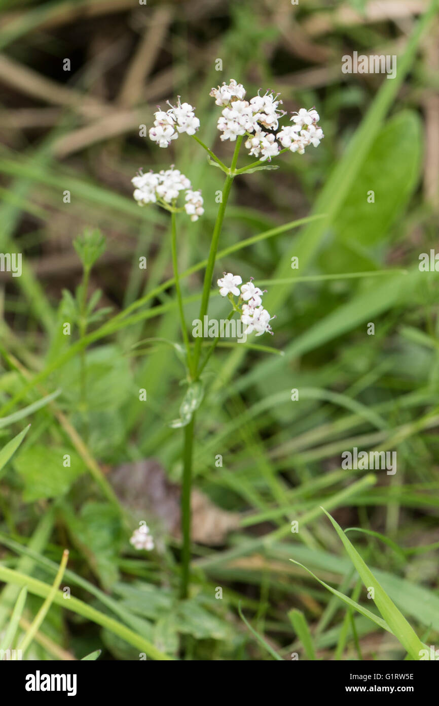 Valeriana Dioica, Marsh Valerian, wächst in einem Sumpf, Surrey, UK. Juni. Stockfoto