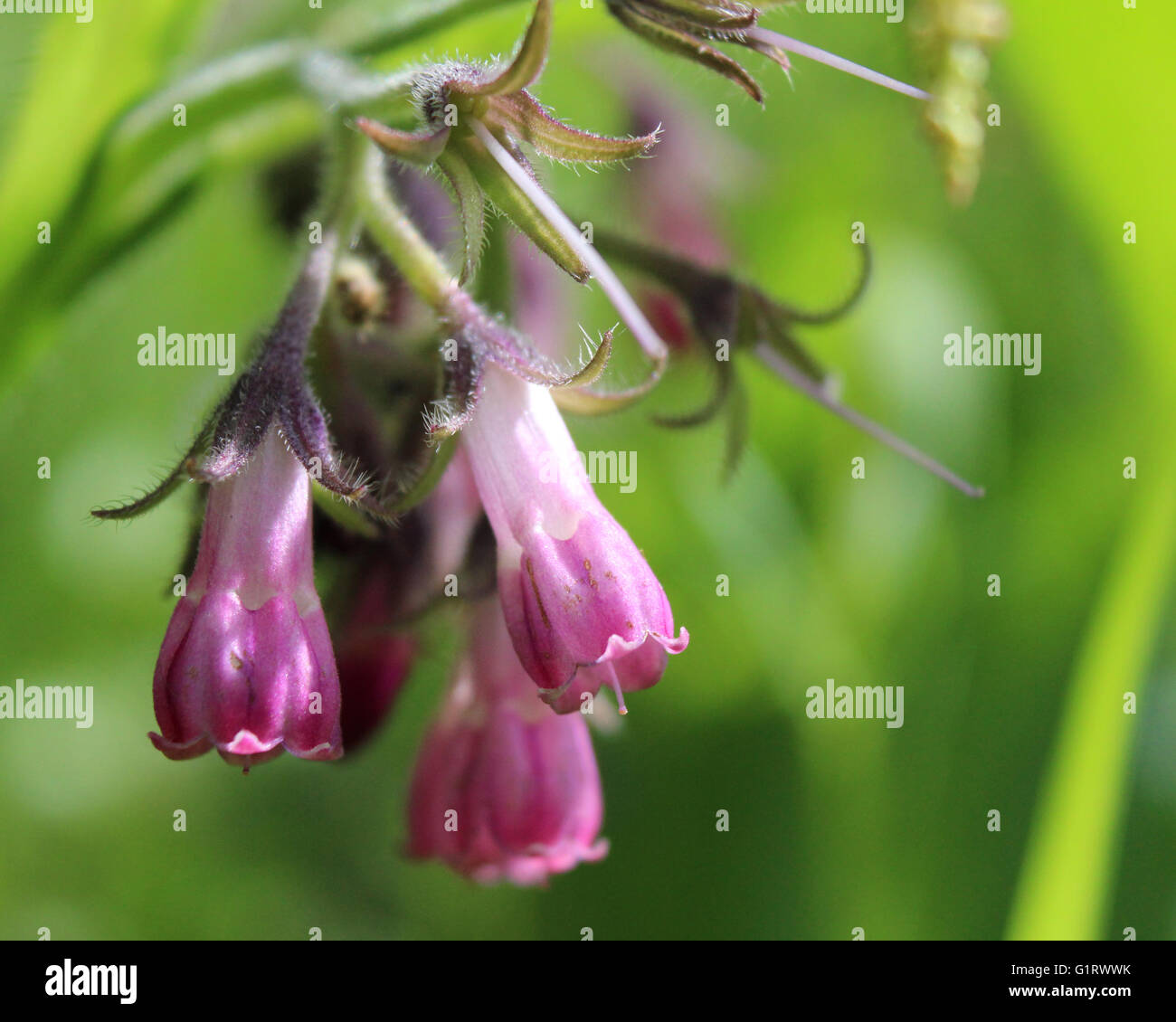 Die rosa Blüten des Symphytum Officinale auch bekannt als gemeinsame Comfry, vor dem Hintergrund der natürlichen grünen Vegetation. Stockfoto