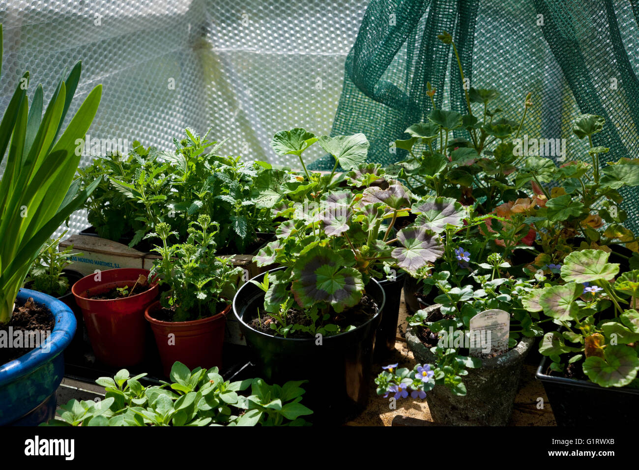 Zarte junge Einstreu-Pflanzen, die im Frühjahr in einem Gewächshaus wachsen England GB Vereinigtes Königreich GB Großbritannien Stockfoto