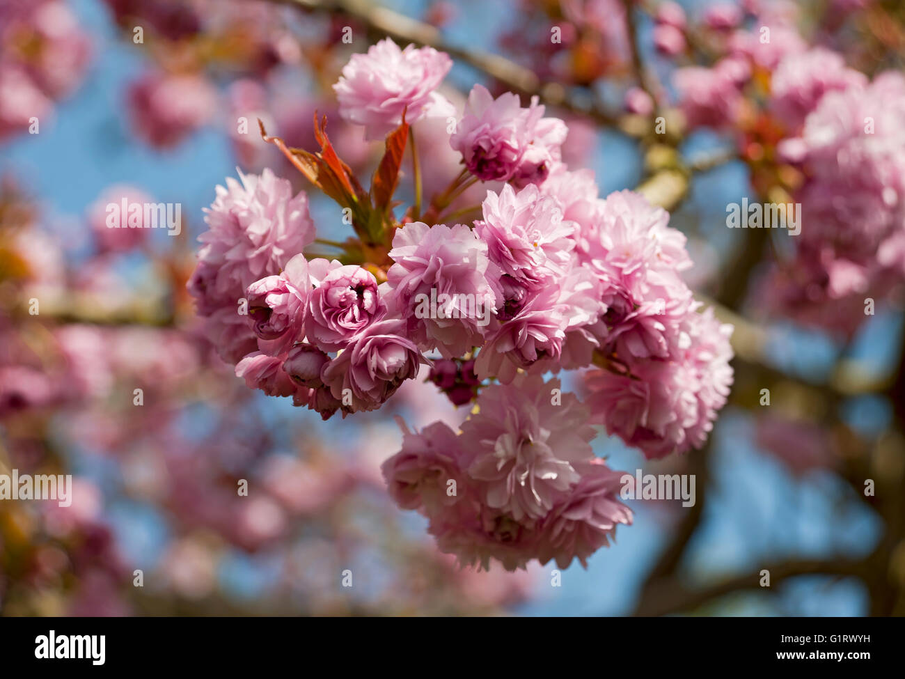 Nahaufnahme von rosa Kirschbaumblüten blühende Blumenblumen ornamental im Frühling England UK Vereinigtes Königreich GB Großbritannien Stockfoto