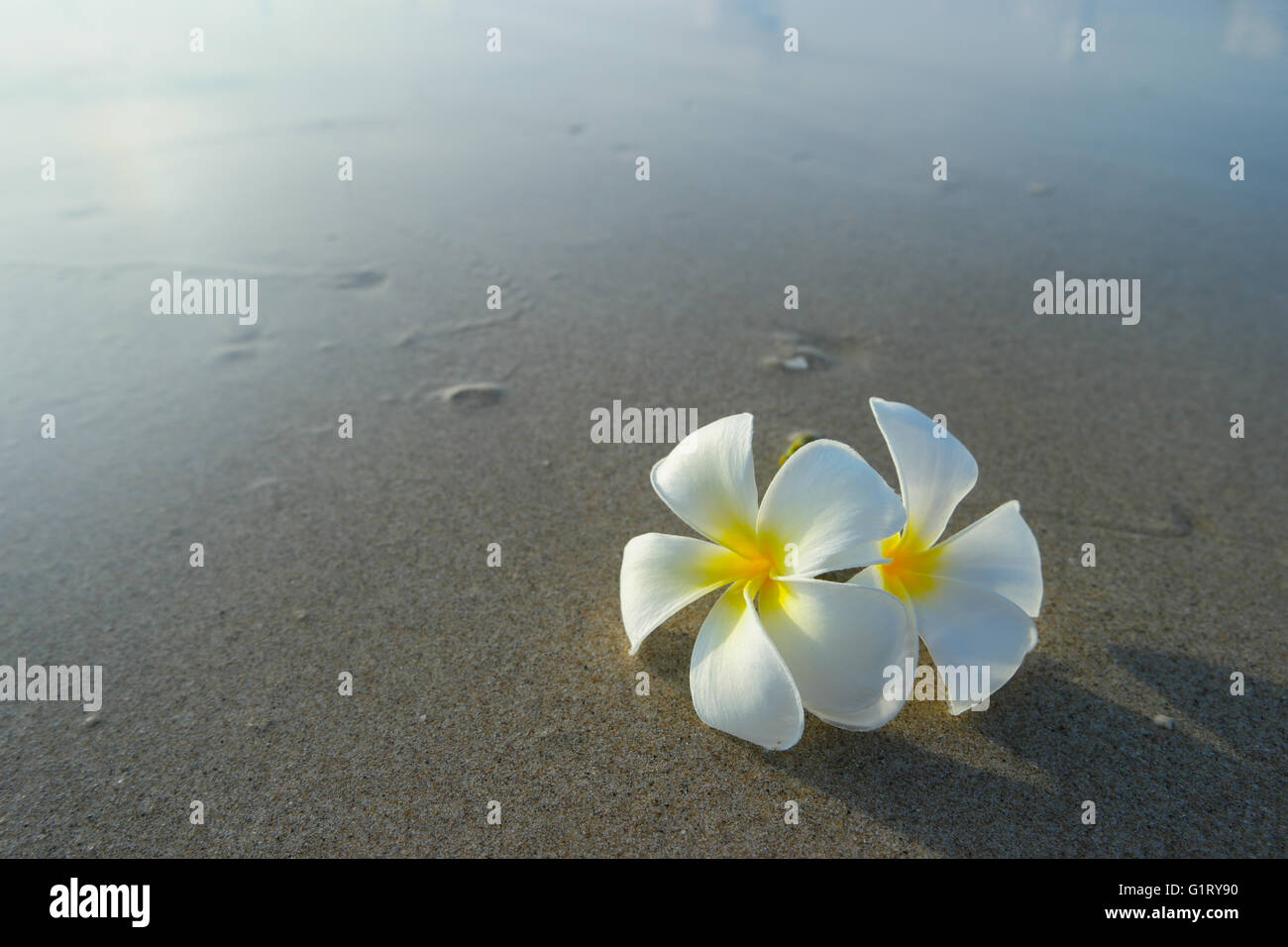 Weißen Frangipani auf der Oberfläche des Sandes. Stockfoto