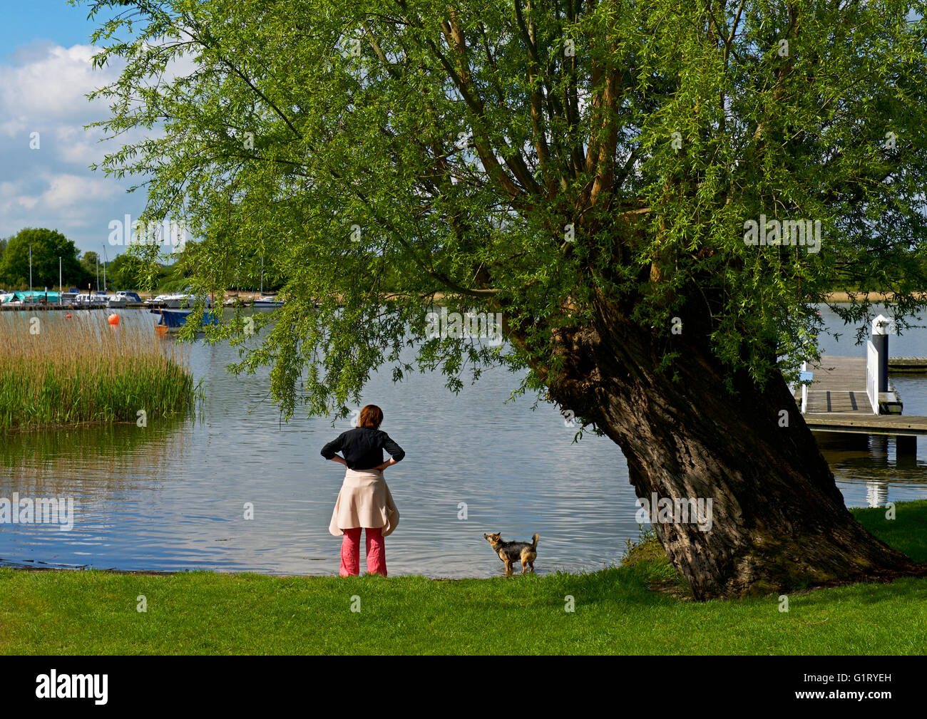 Junge Frau mit Terrier Hund am Oulton Broad, Norfolk Broads National Park, Norfolk, England UK Stockfoto