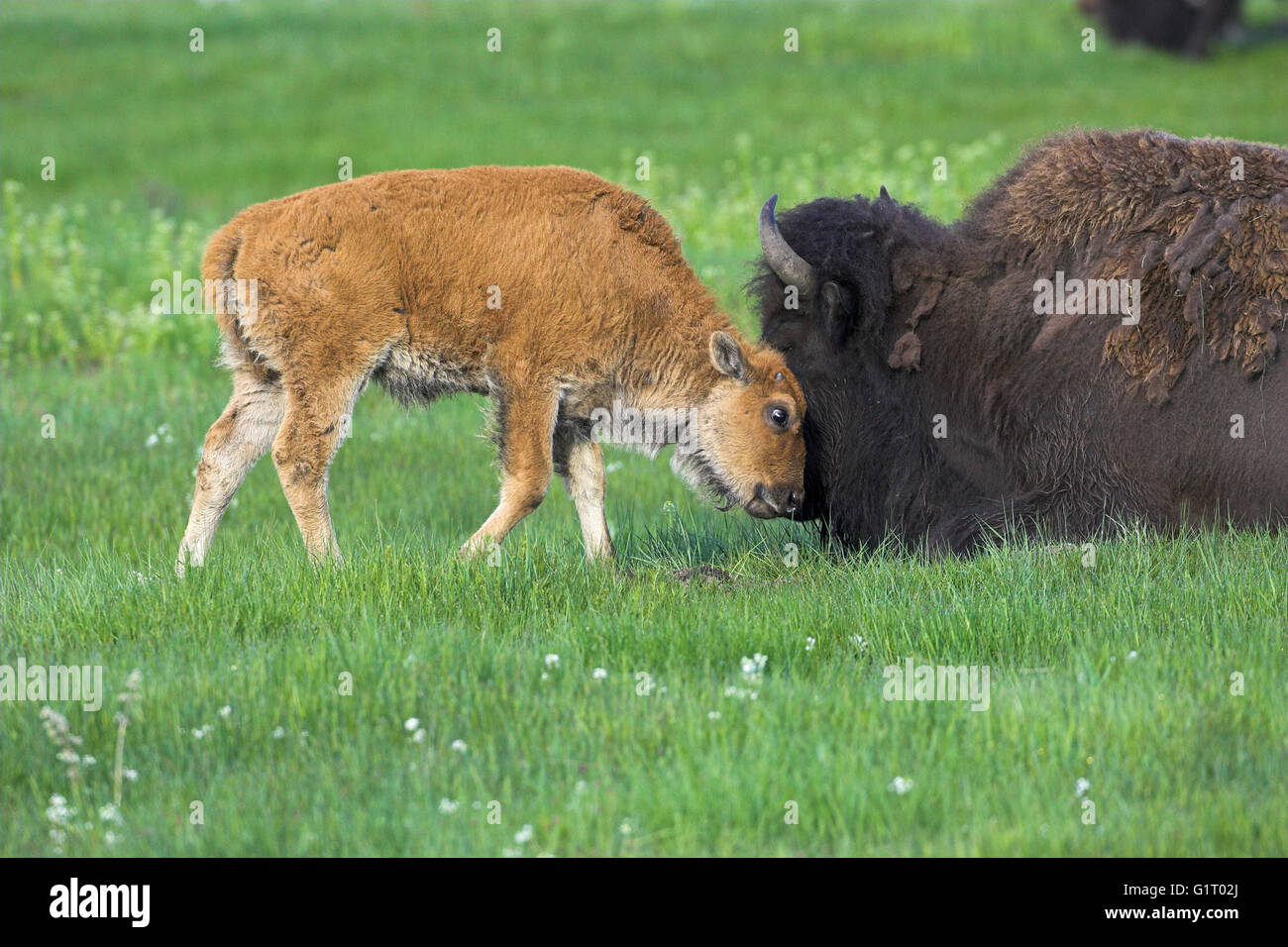 Amerikanischer Bison Bison Bison weiblich und Youngster Yellowstone Nationalpark Wyoming USA Stockfoto