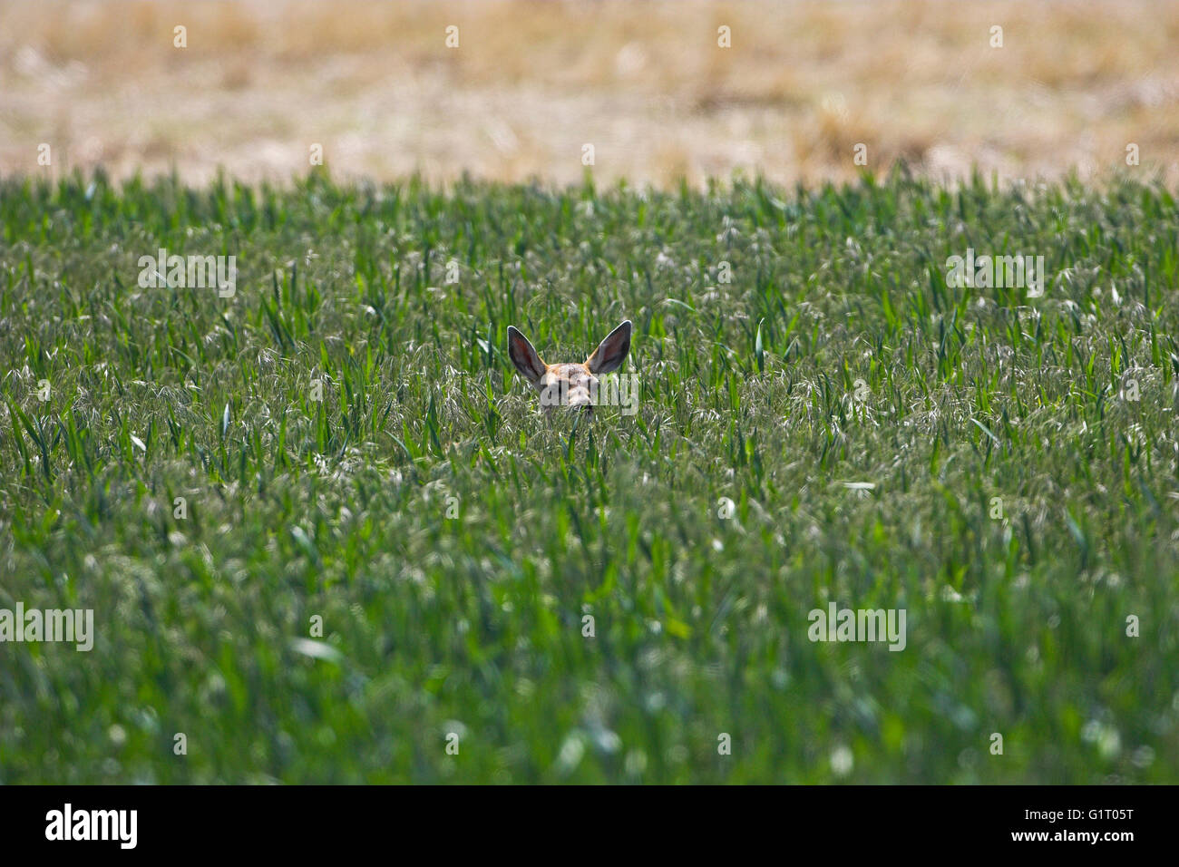 Maultierhirsche Odocoileus Hemionus Youngster in Ernte Feld Yellowstone National Park in Wyoming USA Stockfoto