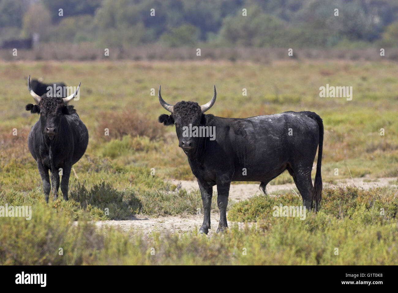 Schwarze Kampfstiere in der Camargue Reserve Naturel-Frankreich Stockfoto