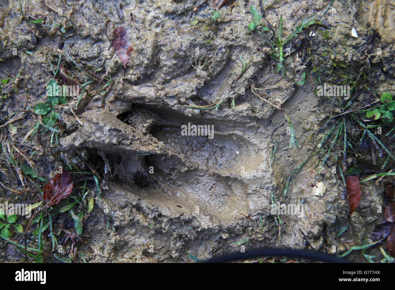 Damhirsch Dama Dama Hoof print Stockfoto
