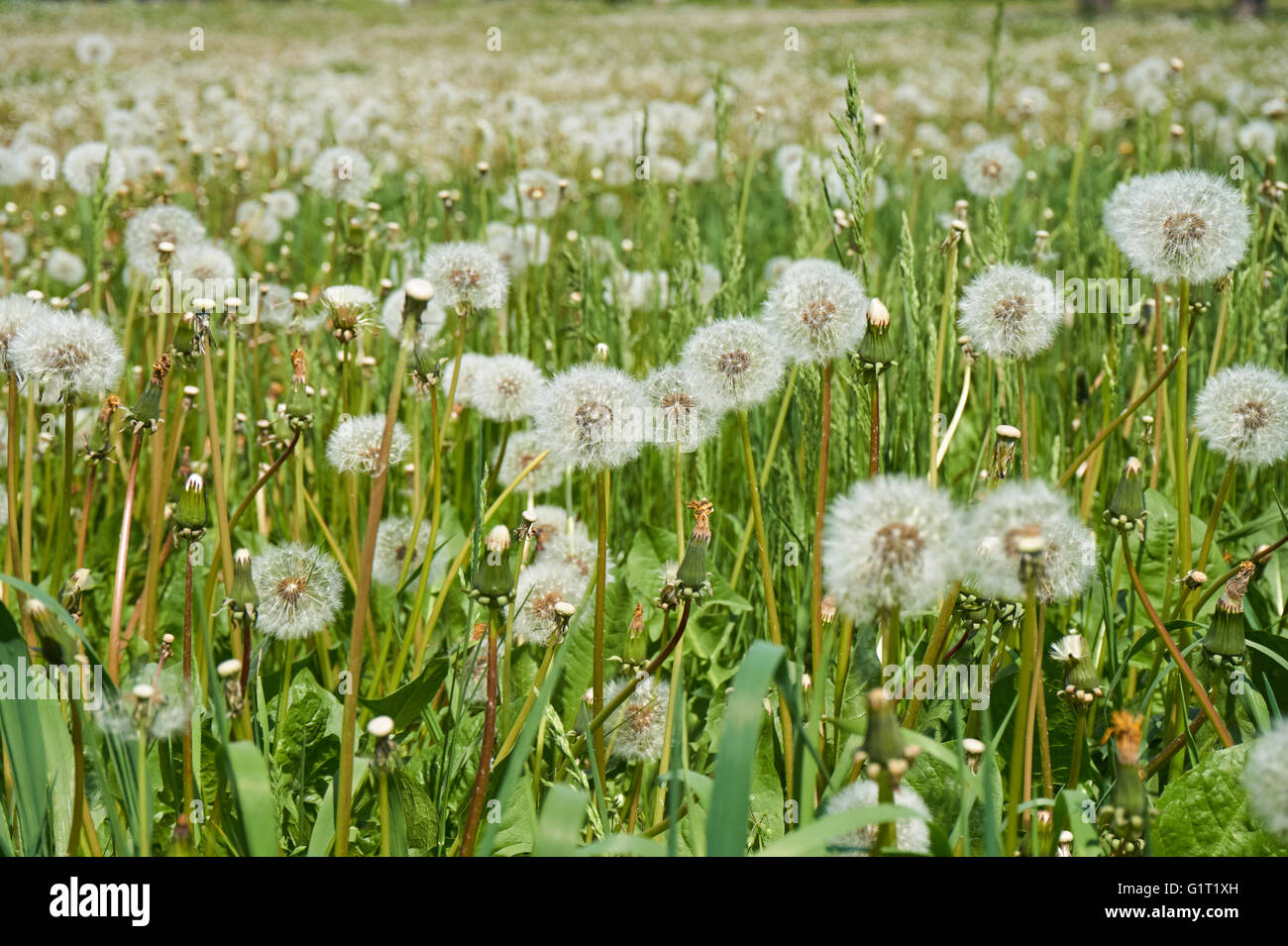 Grüne Wiese voller Löwenzahn Stockfoto