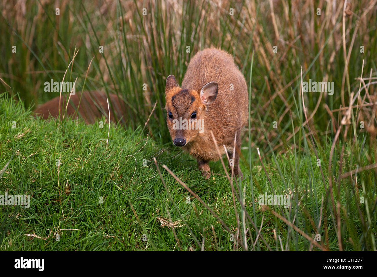 Muntjak Muntiacus Reevesi [Gefangenen] West Country Tierfotografie Zentrum Devon England UK Stockfoto