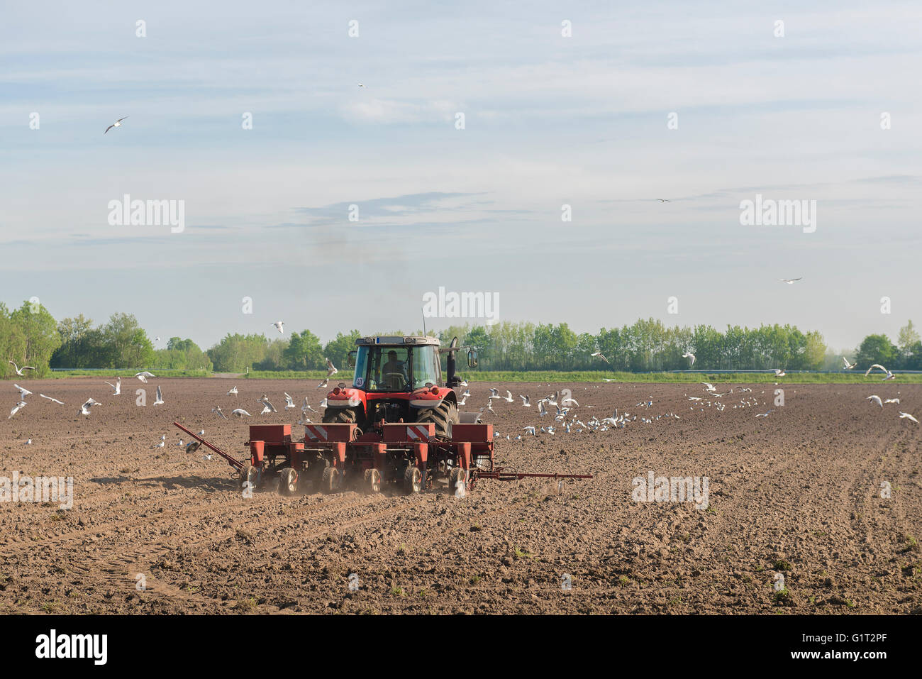 Ein roter Traktor pflügt das Feld durch Dutzende von Möwen begleitet Stockfoto