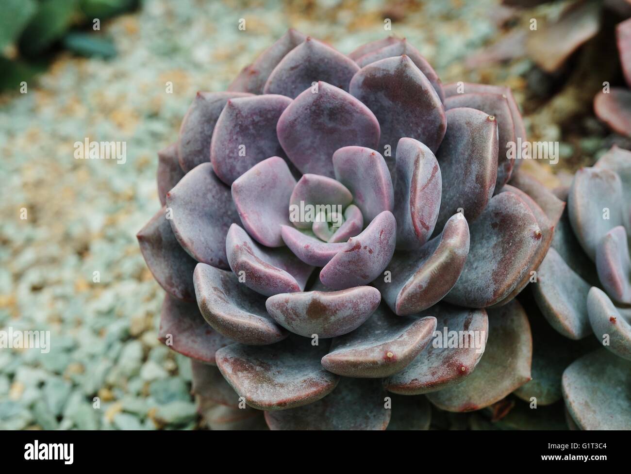 Rosette saftig Fotos und Bildmaterial in hoher Auflösung Alamy
