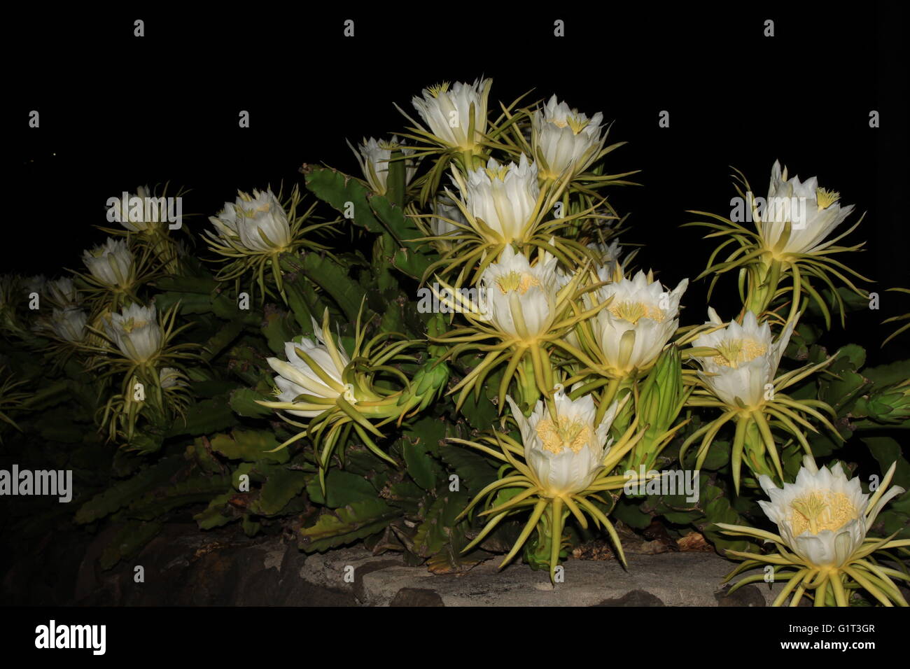 Nacht Blooming Cereus (Königin der Nacht, Drachenfrucht) Blumen Stockfoto