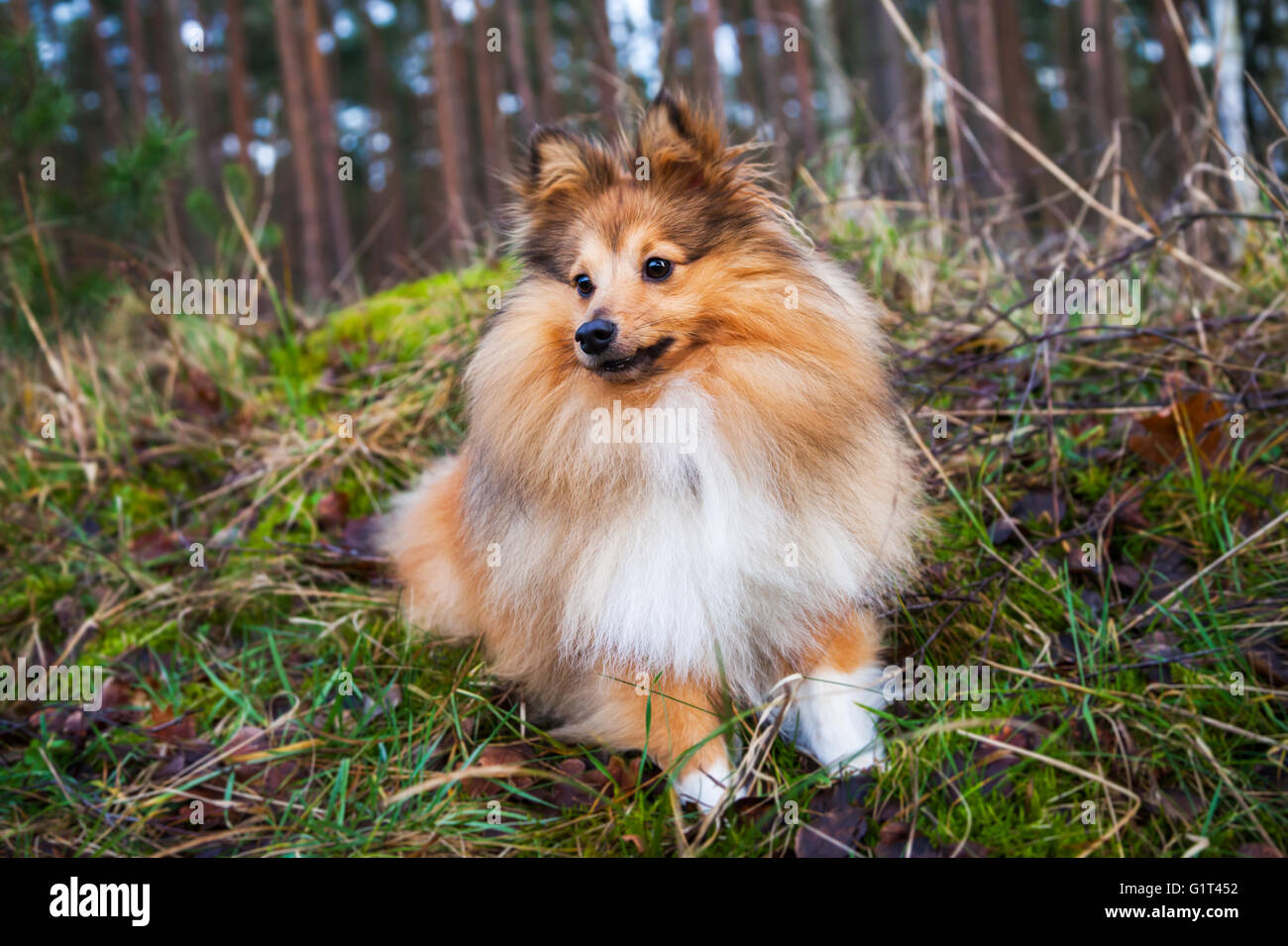 Shetland Sheepdog liegt auf dem Rasen in einem Wald Stockfoto