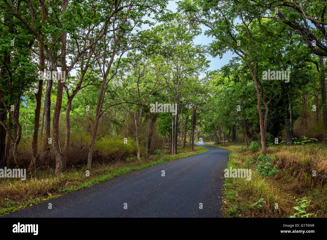 Kurvenreiche Straßen in einem Wald in Karnataka, Indien Stockfoto