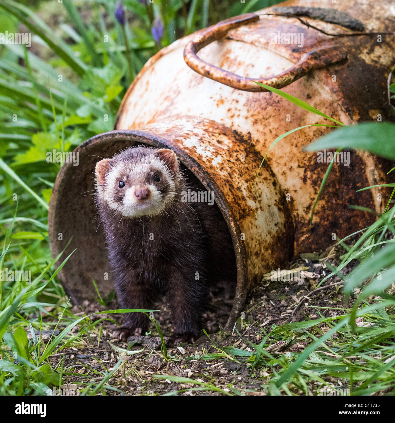 Britische Hermelin zeigen Charakter Stockfoto