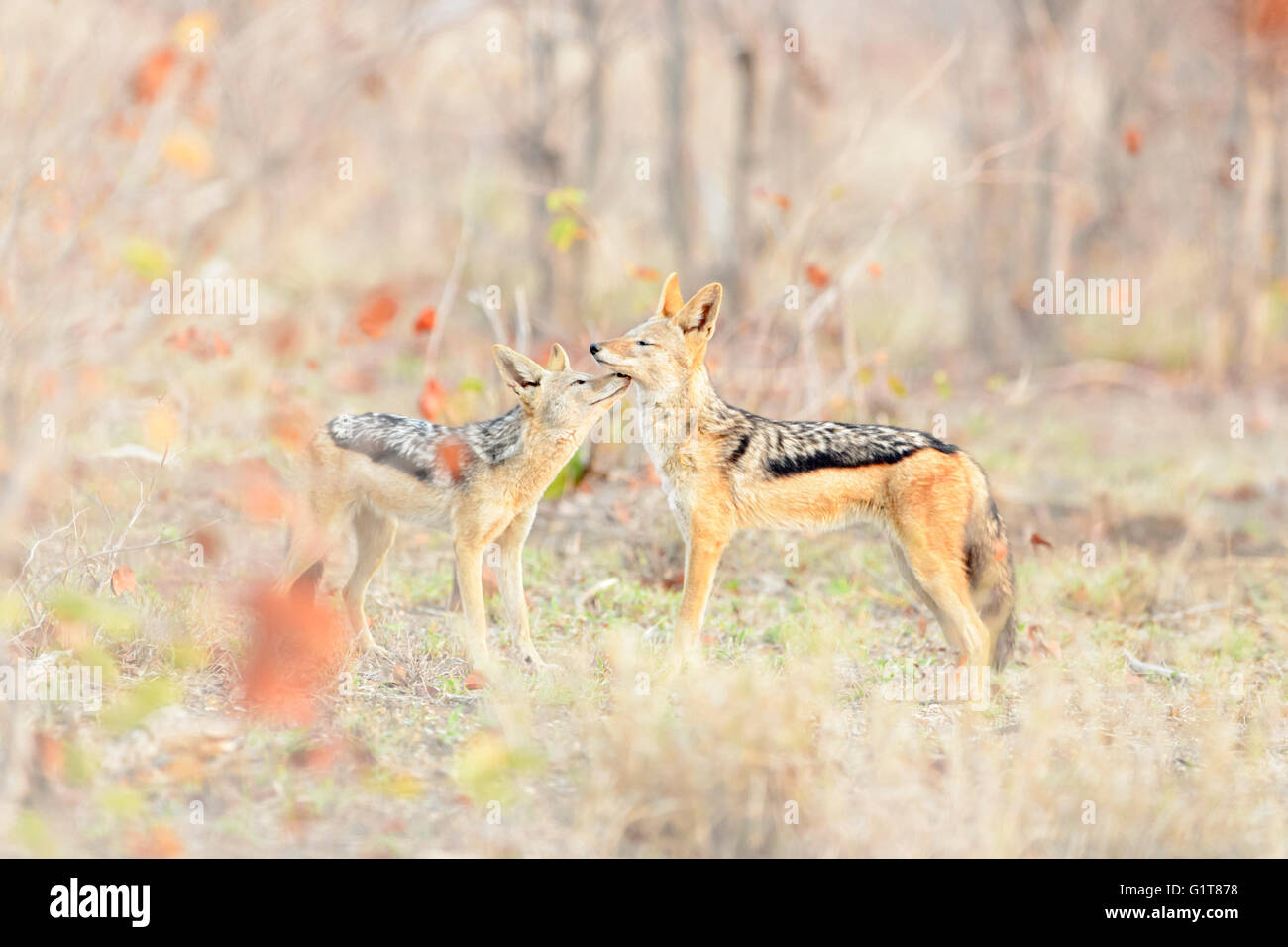 Black-backed Jackal (Canis mesomelas) Paar Gruß, Kruger Park, Südafrika natiopnal Stockfoto