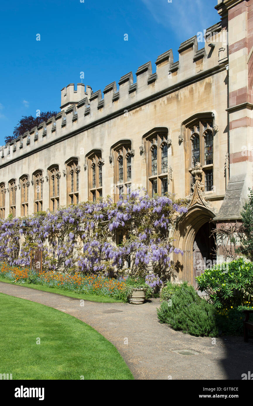 Glyzinie im Garten Viereck, Balliol College. Oxford, UK Stockfoto