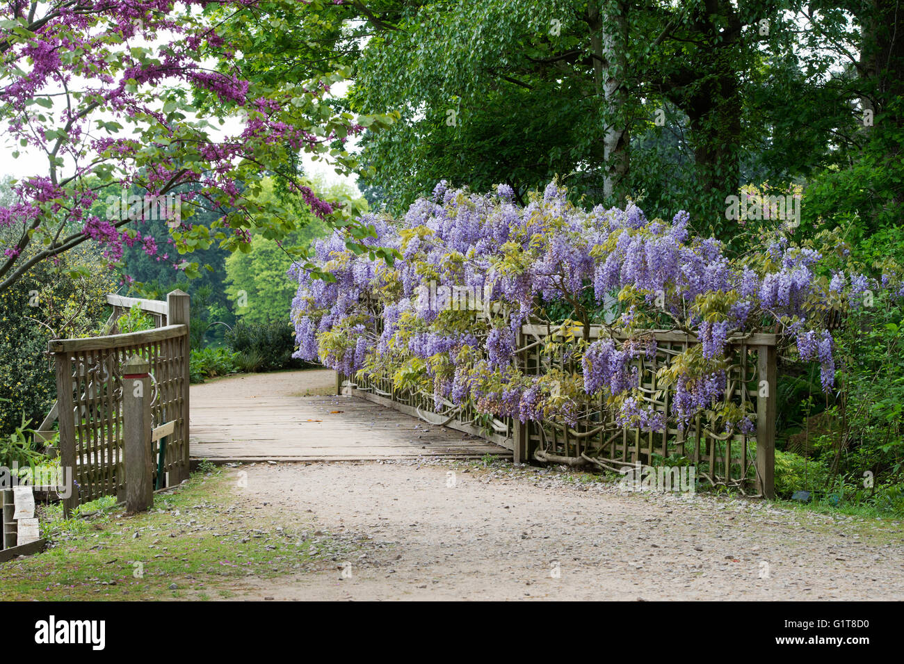 Blühende Wisteria sinensis Prolific über eine hölzerne Brücke in der RHS Wisley Gardens, Surrey, England Stockfoto