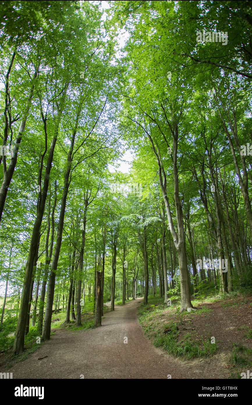 Wald Im Peak District. Derbyshire. Großbritannien Stockfoto