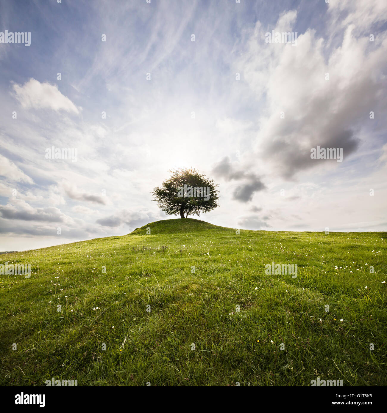 Einsamer Baum auf einem Hügel vor der Sonne mit einem dramatischen Himmel. Osterlen, Skane / Scania, Schweden. Skandinavien. Stockfoto