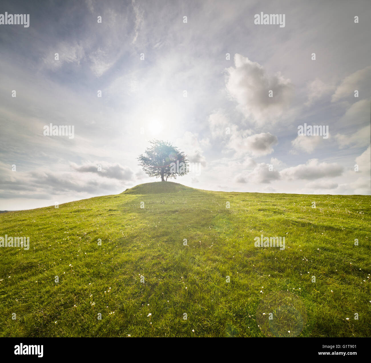 Einsamer Baum auf einem Hügel vor der Sonne mit einem dramatischen Himmel. Osterlen, Skane / Scania, Schweden. Skandinavien. Stockfoto