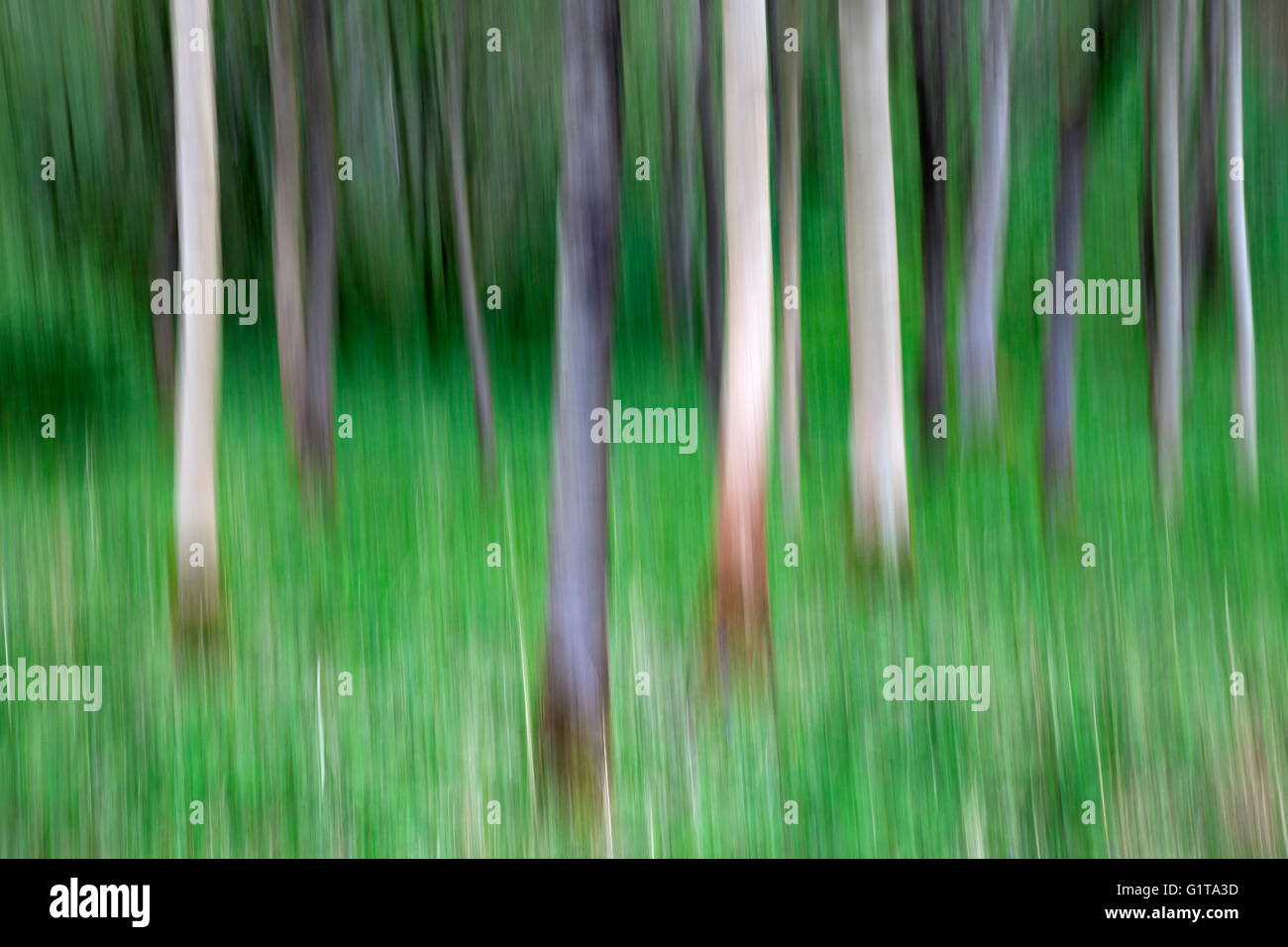 Absichtliche Kamera Bewegung ICM des Baumes Tunks in Strid Wood, Bolton Abbey, Yorkshire Dales Stockfoto