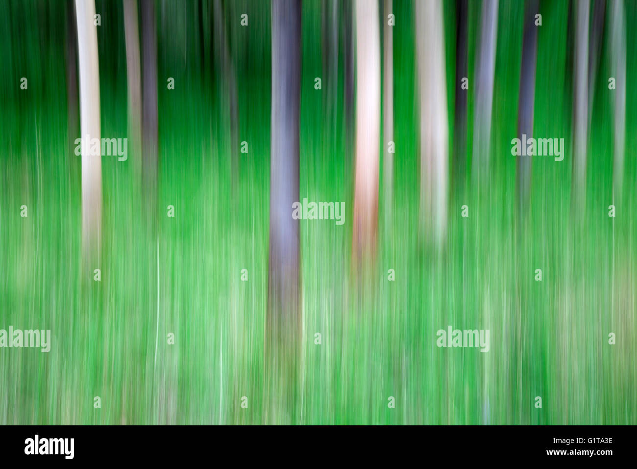 Absichtliche Kamera Bewegung ICM des Baumes Tunks in Strid Wood, Bolton Abbey, Yorkshire Dales Stockfoto