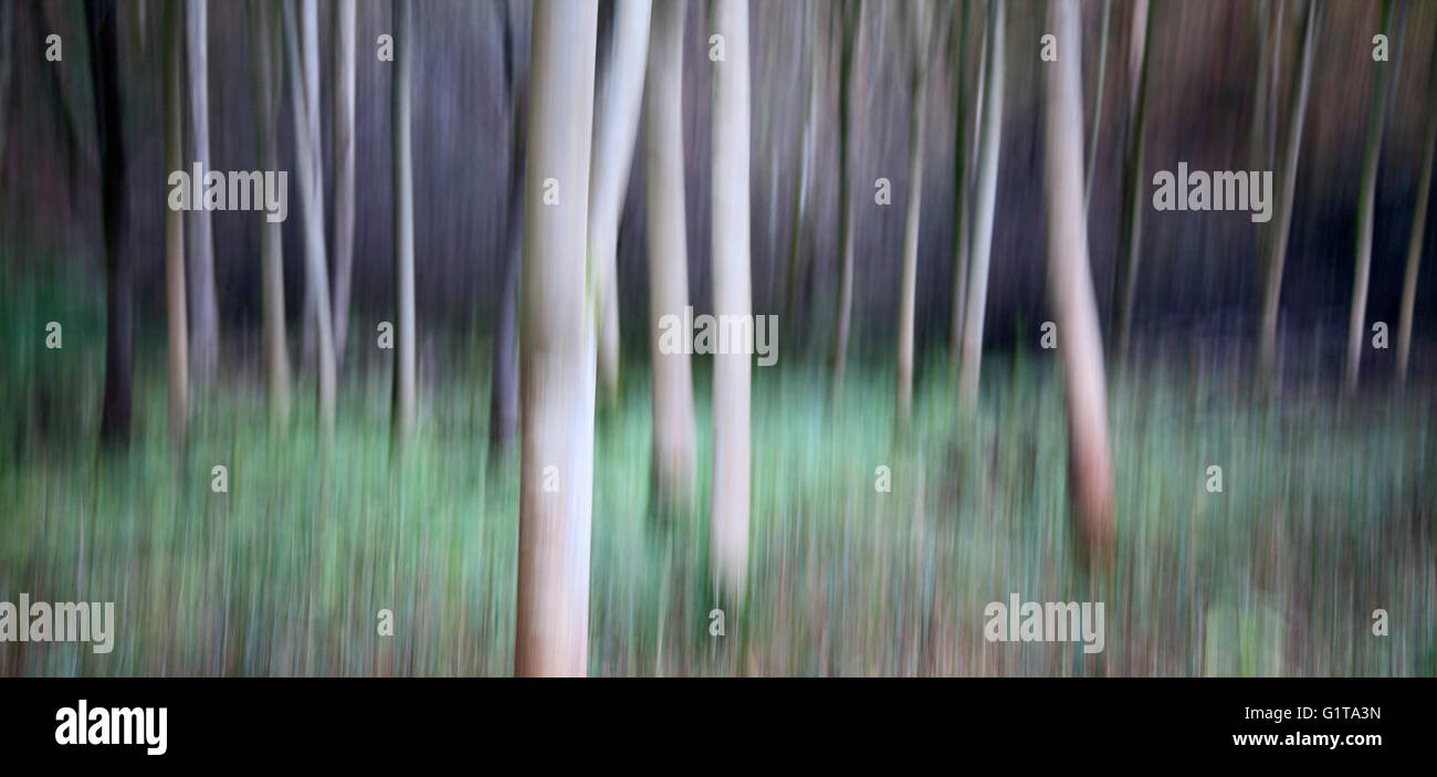 Absichtliche Kamera Bewegung ICM des Baumes Tunks in Strid Wood, Bolton Abbey, Yorkshire Dales Stockfoto