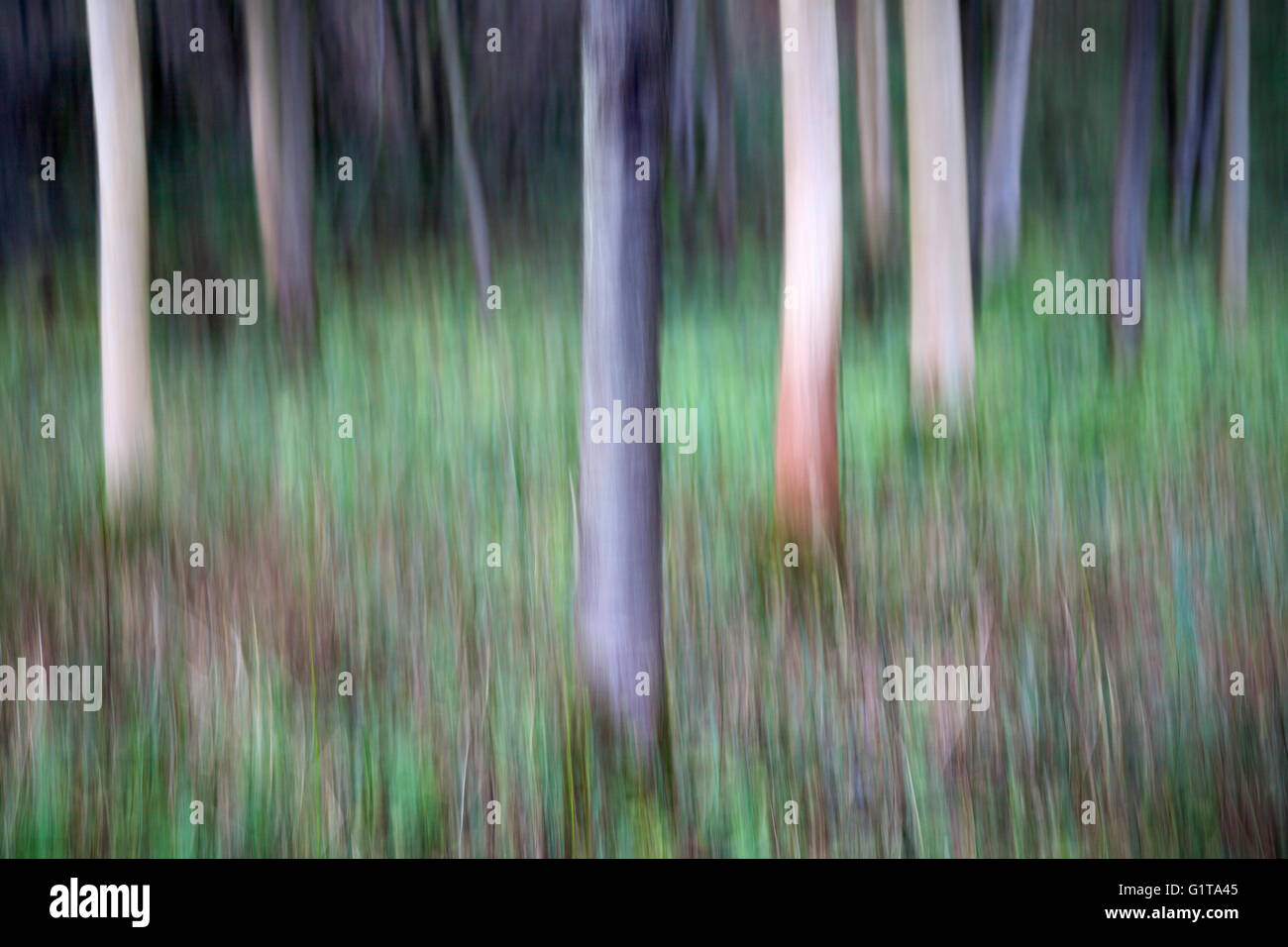 Absichtliche Kamera Bewegung ICM des Baumes Tunks in Strid Wood, Bolton Abbey, Yorkshire Dales Stockfoto