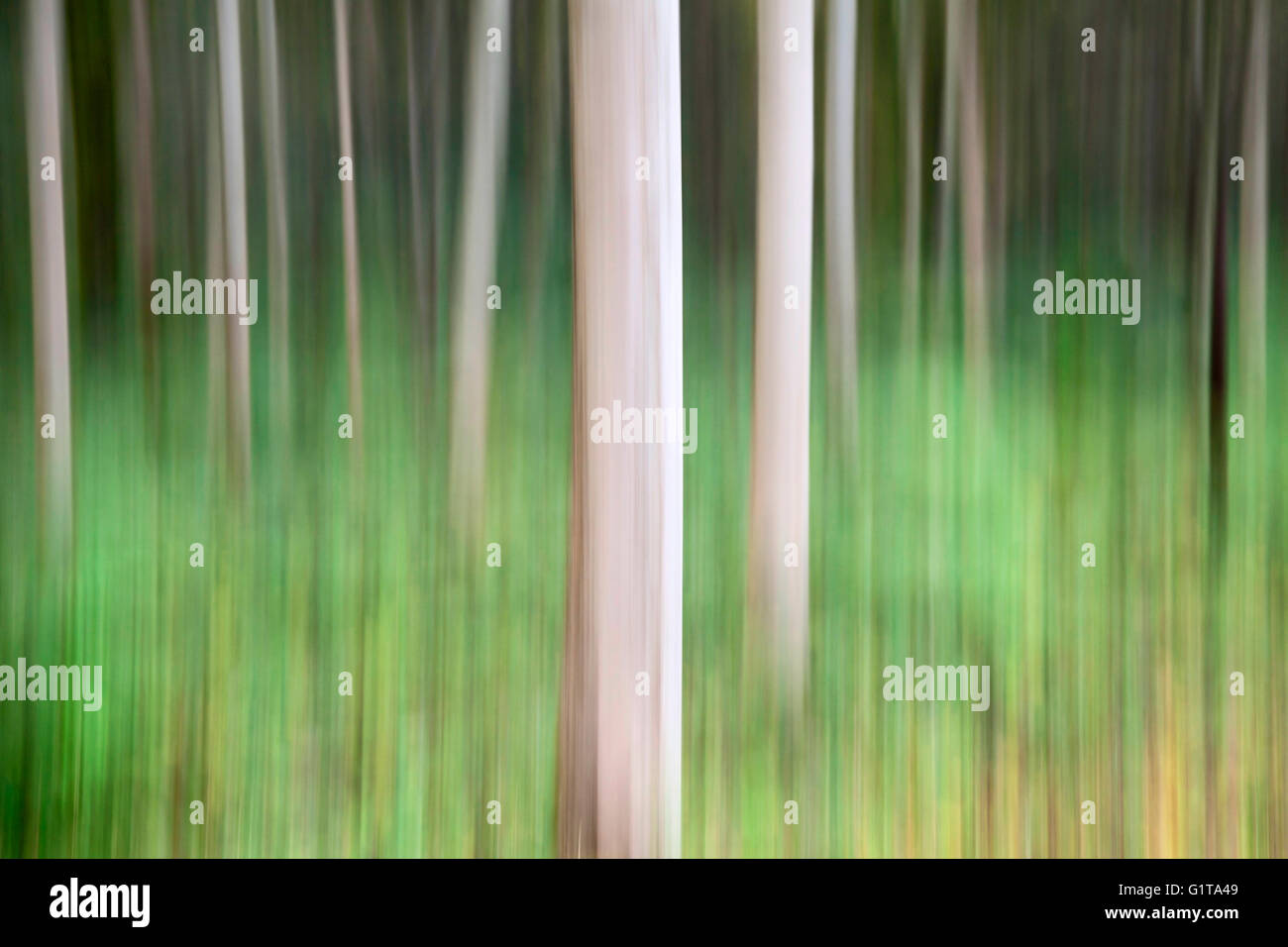 Absichtliche Kamera Bewegung ICM des Baumes Tunks in Strid Wood, Bolton Abbey, Yorkshire Dales Stockfoto
