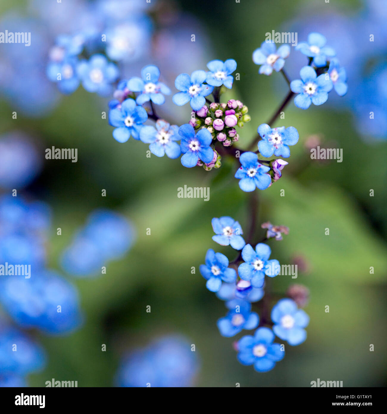 Nahaufnahme von winzigen blauen Vergissmeinnicht Blumen auf Ast Stockfoto