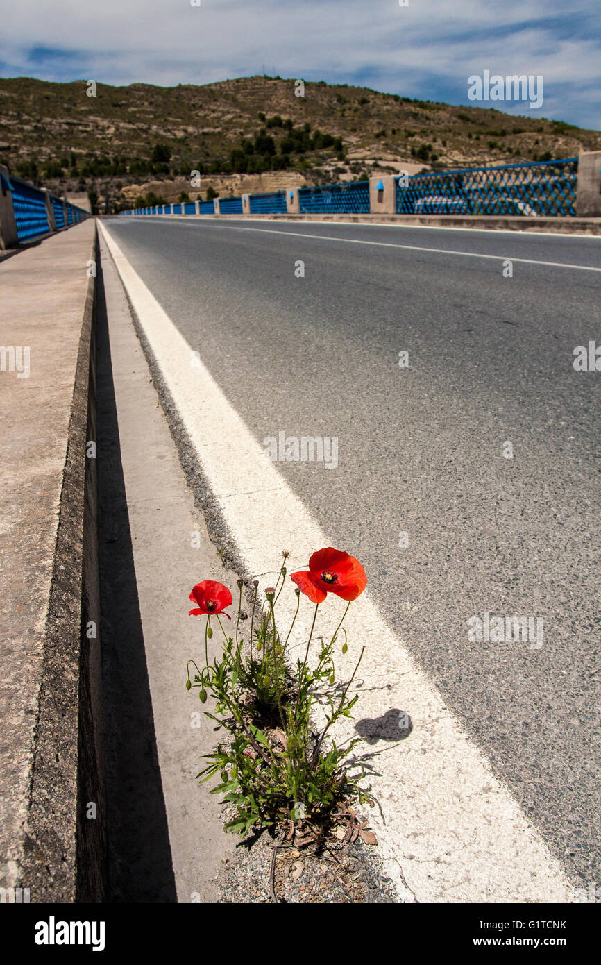Mohn Blume wächst durch Asphalt auf der Straße Stockfoto