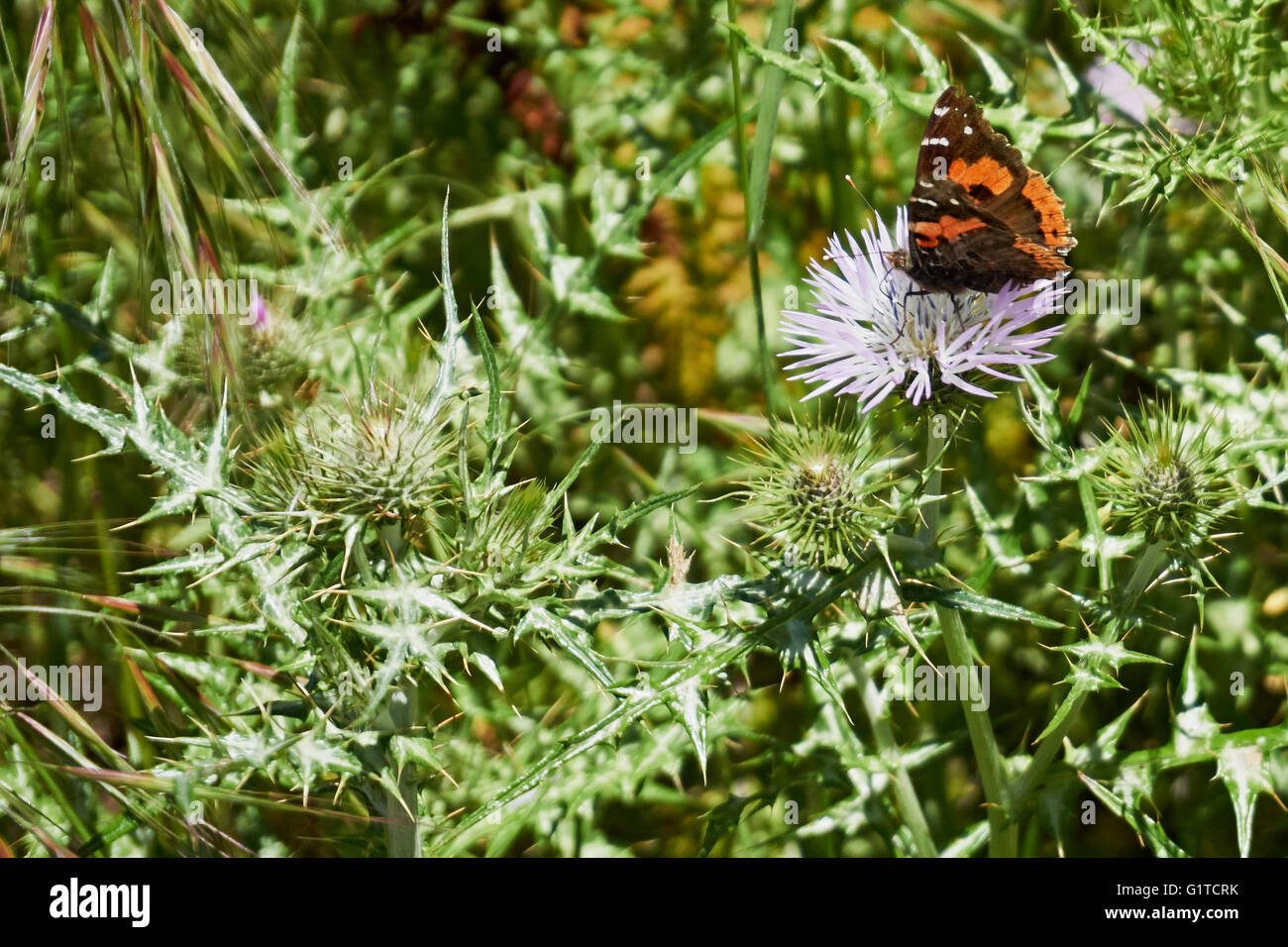 Distelfalter (Vanessa Cardui) - Schmetterling auf Blüte in Distel Feld Stockfoto