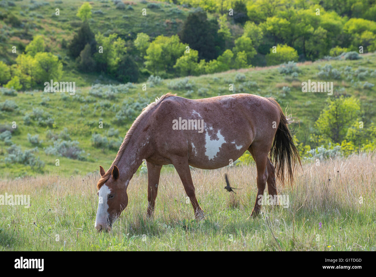 Wildpferd (Equs Ferus), Mustang, Weiden, Feral, Theodore-Roosevelt-Nationalpark, N. Dakota USA Stockfoto
