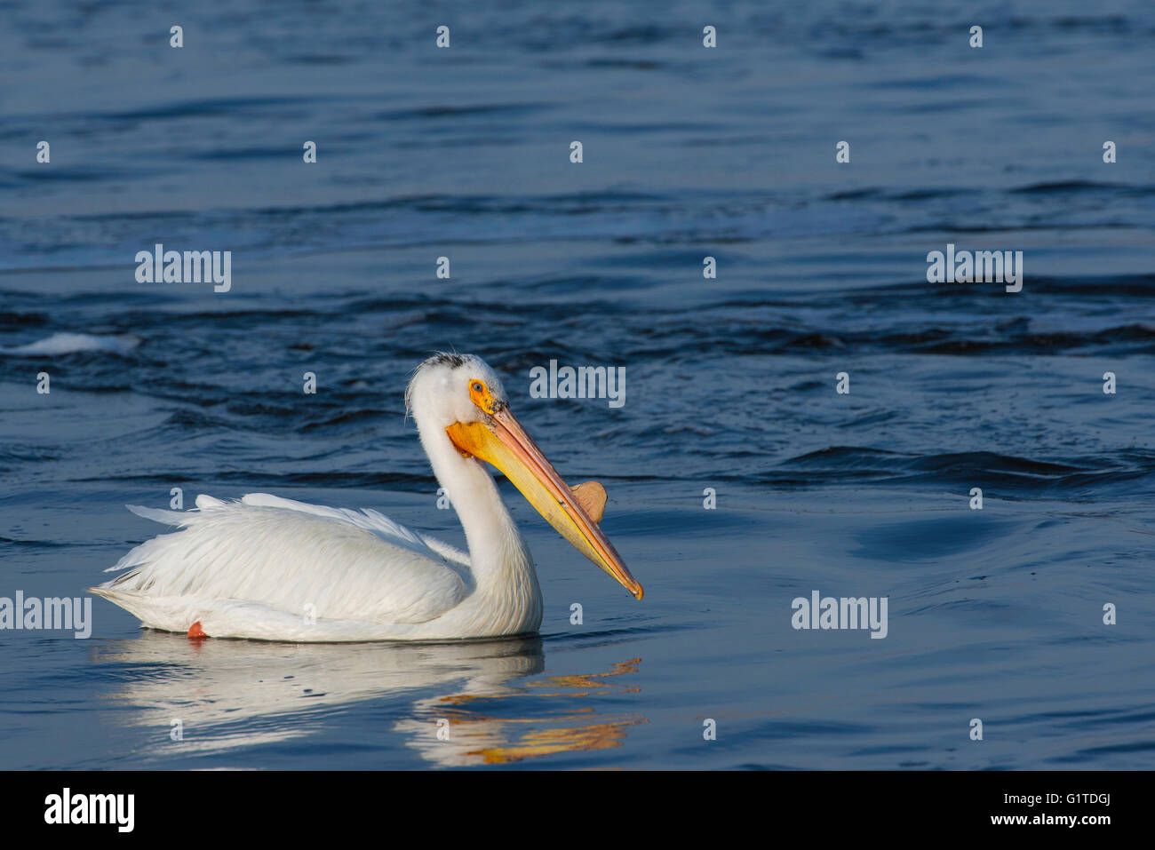 American White Pelikan (Pelecanus Erythrorhynchos) Sand Lake National Wildlife Refuge, South Dakota, USA Stockfoto