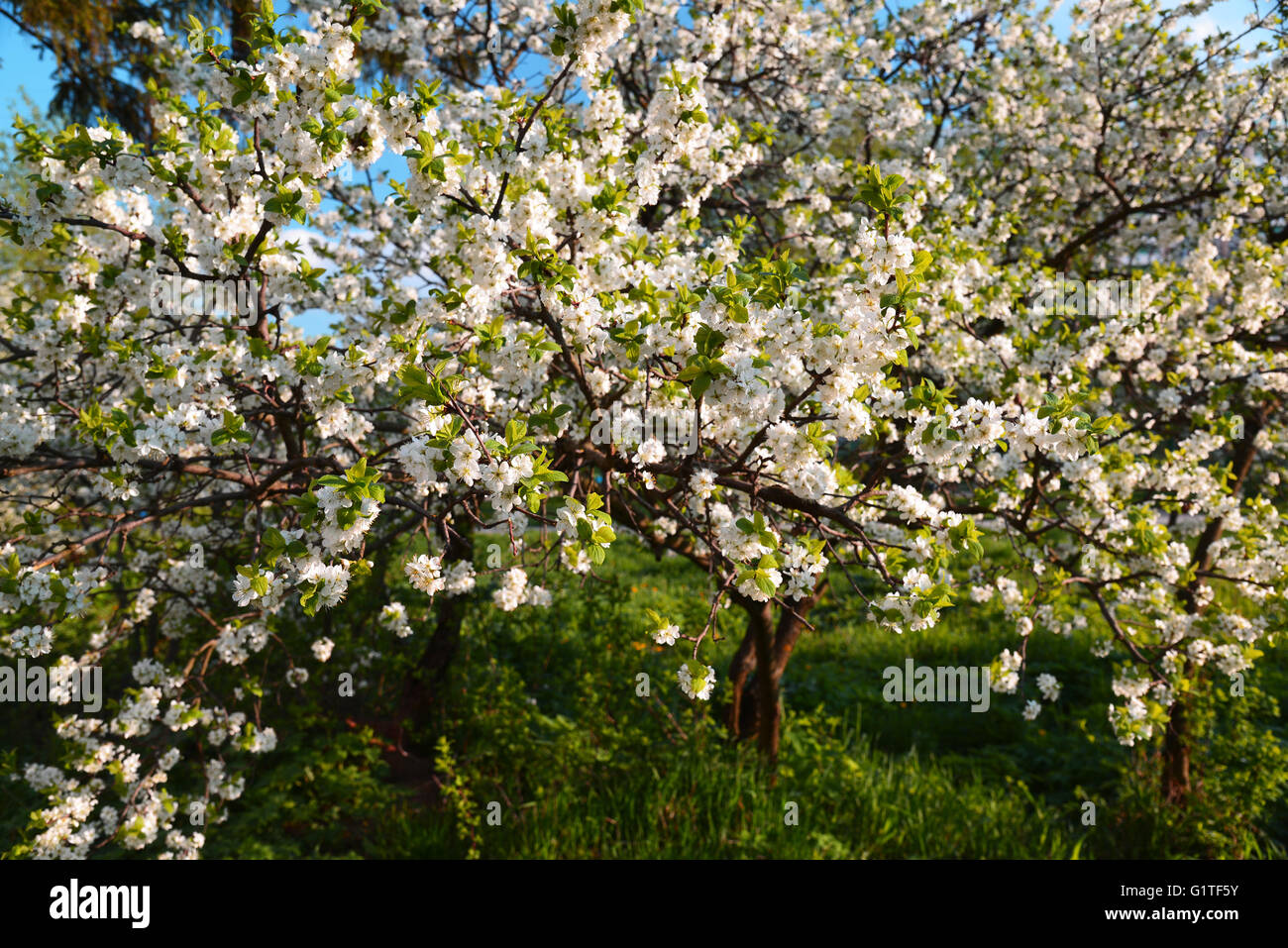 Pflaume Garten blühen bei Sonnenuntergang Stockfoto