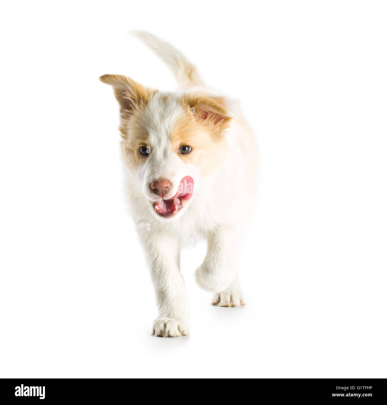 EE roten Border Collie Welpen. Junger Hund isolierten auf weißen Hintergrund. Stockfoto