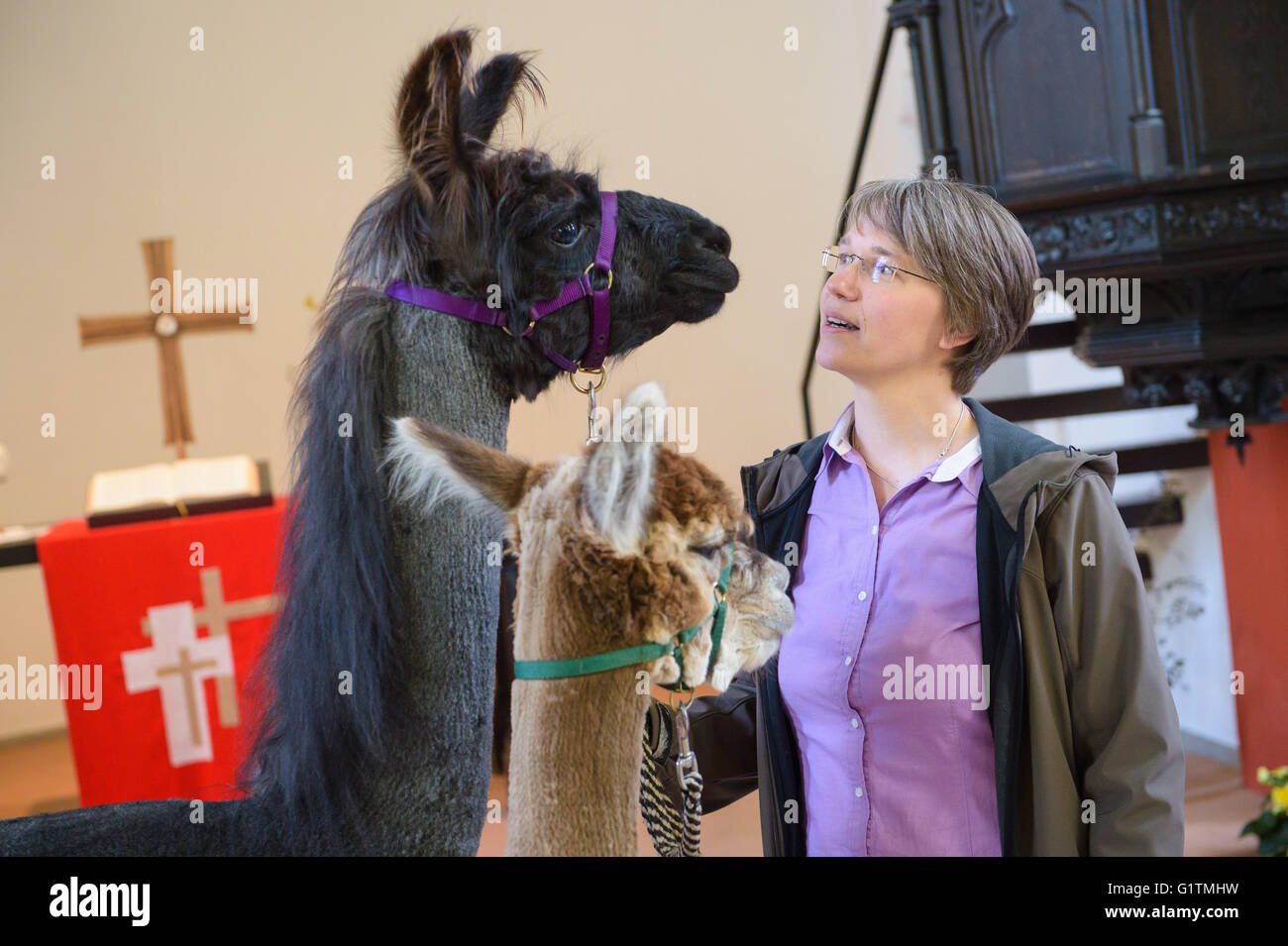 Schiffweiler, Deutschland. 17. Mai 2016. Pastor Wiltrud Bauer, steht zusammen mit Maputo (L) Lama und Alpaka Alejandro, vor dem Altar der evangelischen Kirche in Schiffweiler, Deutschland, 17. Mai 2016. Bauer verwendet die Tiere in ihrer Pfarrei, um spirituelle Wohlergehen zu fördern. Foto: OLIVER DIETZE/Dpa/Alamy Live News Stockfoto