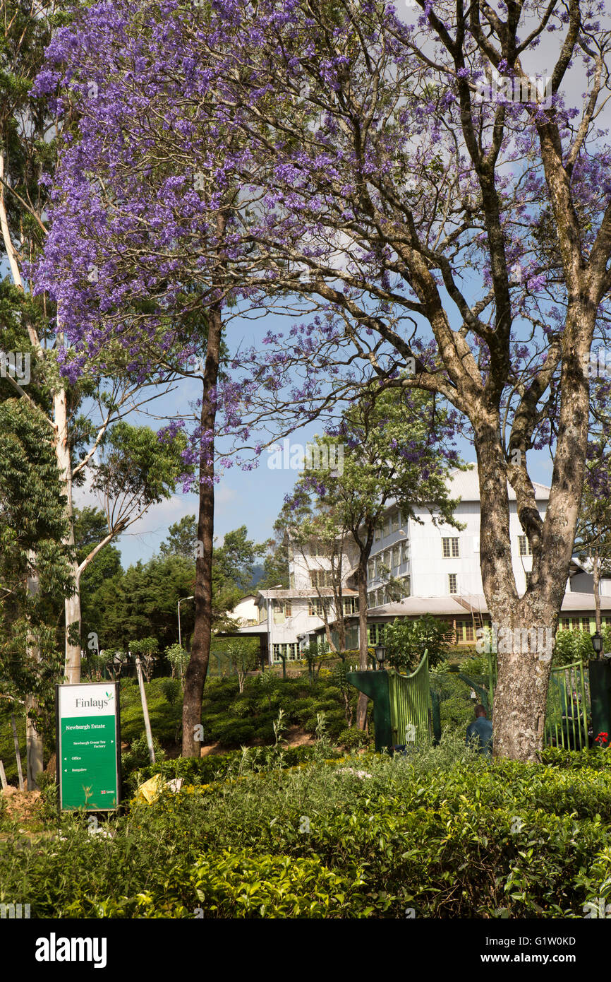 Sri Lanka, Ella, Passara Rd, Newburgh Grüntee Estate Fabrik, mit blühenden Jacaranda-Baum Stockfoto