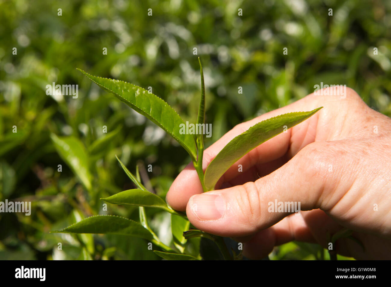 Sri Lanka, Ella, Finlays Newburgh Green Tea Estate, ersten drei Teeblätter für die Kommissionierung Stockfoto