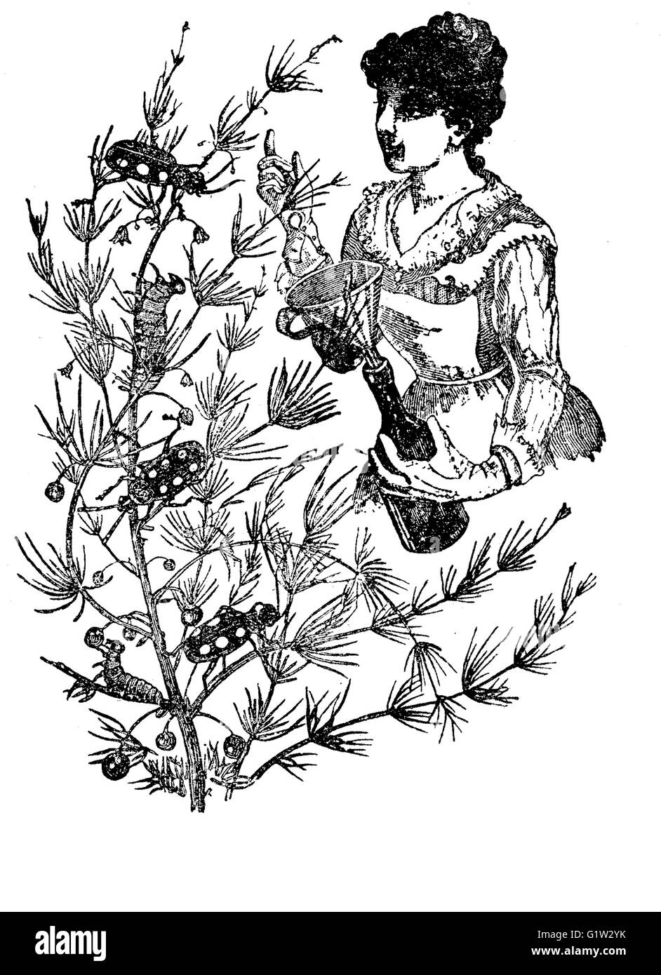Gartenarbeit Vintage Illustration, Frau nimmt Larven und Insekten von einem Baum und setzt sie in eine Flasche mit Hilfe eines Trichters Stockfoto