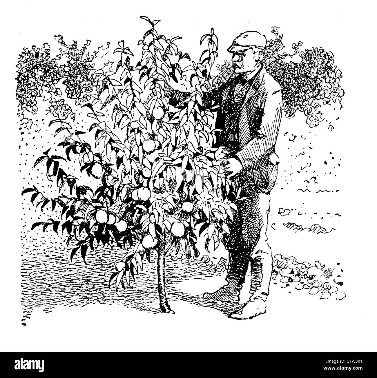 Obstgarten Vintage Illustration zeigt die Höhe der einen Pfirsichbaum zwei Jahre nach der Pflanzung Stockfoto