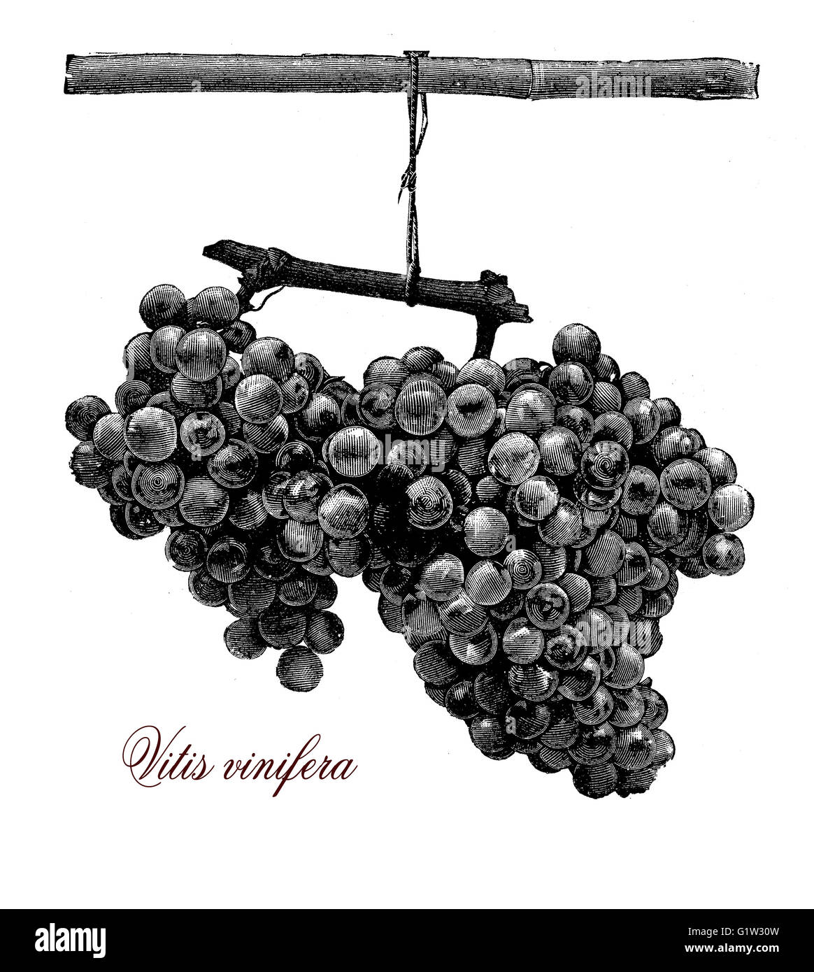 Gartenbau Vintage Illustration: zwei Reife und frische Trauben Stockfoto