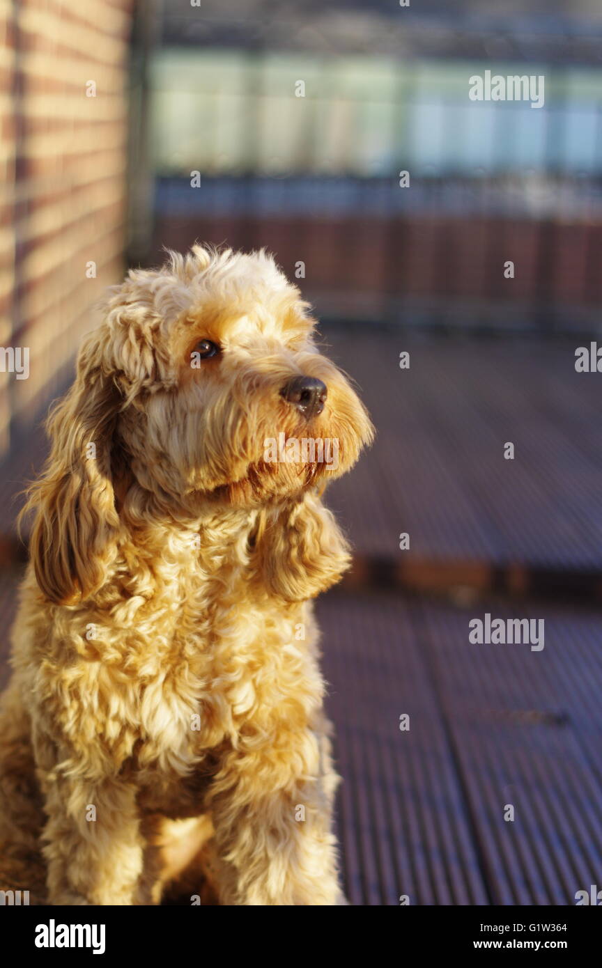 Eine wunderschöne Cockapoo im Schein der untergehenden Sonne. Stockfoto