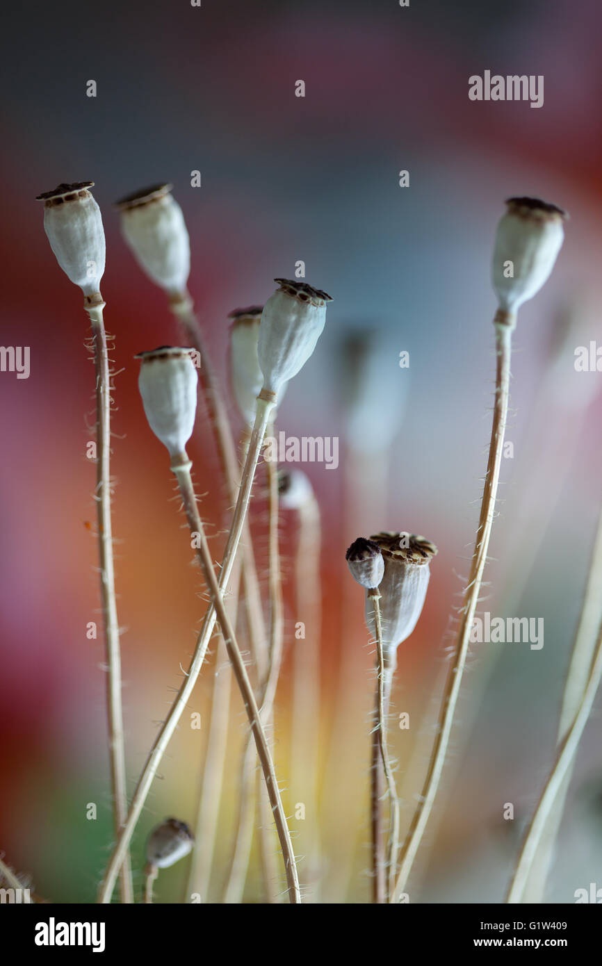 Herbst-Konzept-Bild mit trockenen Mohn Hülsen Stockfoto