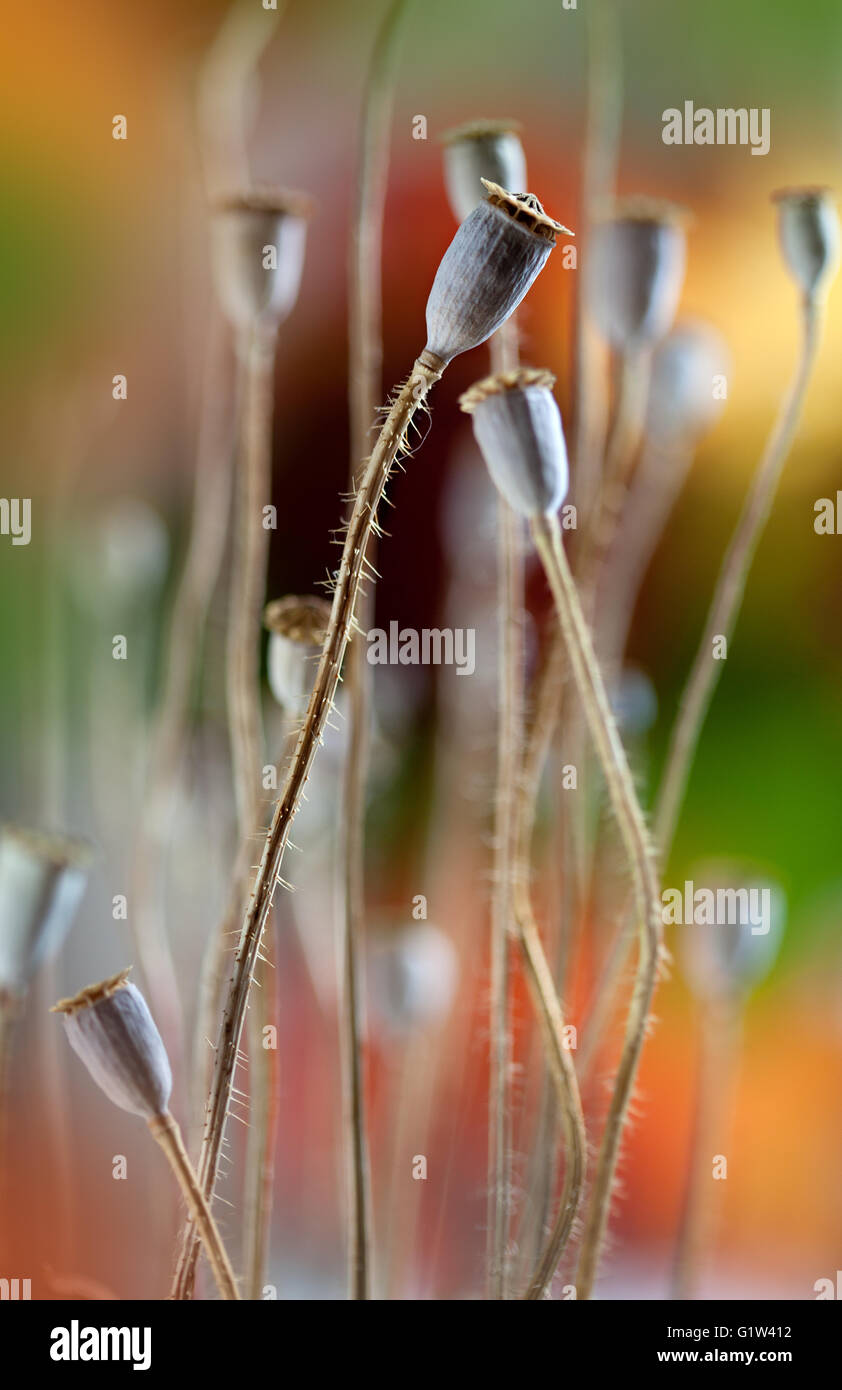 Herbst-Konzept-Bild mit trockenen Mohn Hülsen Stockfoto