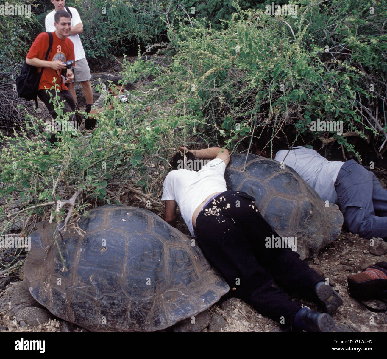 Touristen und Riesenschildkröten, Charles Darwin Research Center, Santa Cruz Island, Galapagos, Ecuador, Südamerika. Stockfoto