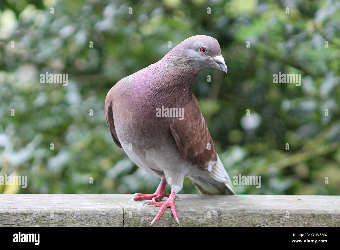 Taube Stockfoto